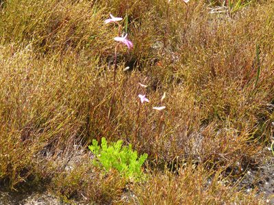 Disa inflexa, photographed by Jeremy Gilmore