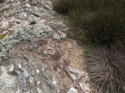 Lampranthus pocockiae, photographed by Jeremy Gilmore