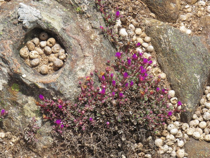 Lampranthus pocockiae, photographed by Jeremy Gilmore