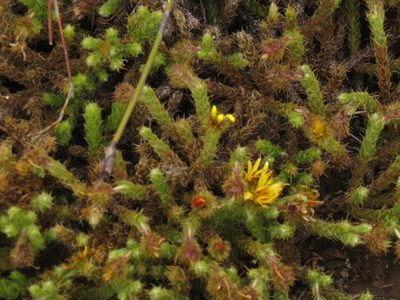 Cullumia reticulata, photographed by Jeremy Gilmore