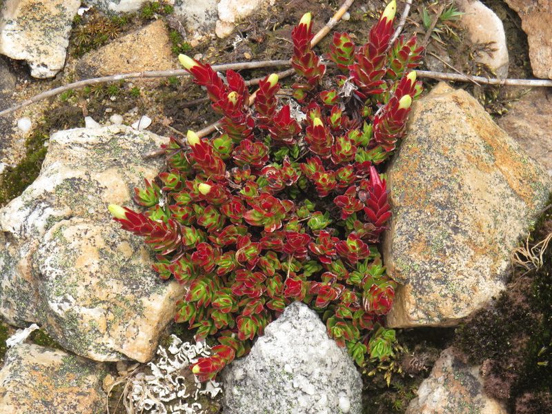 Crassula obtusa, photographed by Jeremy Gilmore