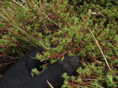 Cliffortia tricuspidata, photographed by Jeremy Gilmore