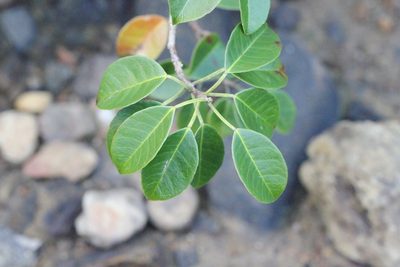 Excoecaria agallocha, photographed by Agnes Trekker