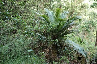 Lepidozamia peroffskyana, photographed by Greg Tasney