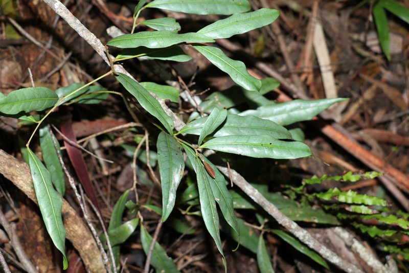 Beilschmiedia elliptica, photographed by Greg Tasney