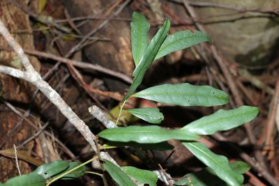 Beilschmiedia elliptica, photographed by Greg Tasney
