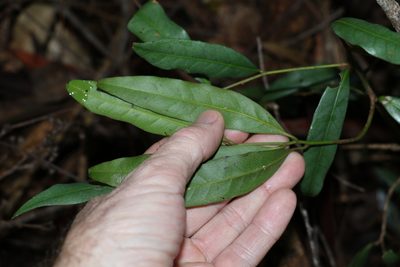 Beilschmiedia elliptica, photographed by Greg Tasney