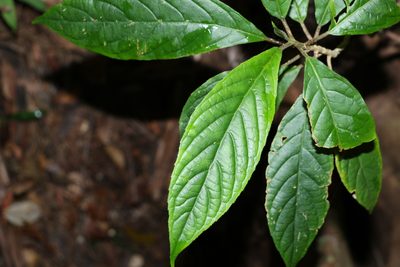 Abrophyllum ornans, photographed by Greg Tasney