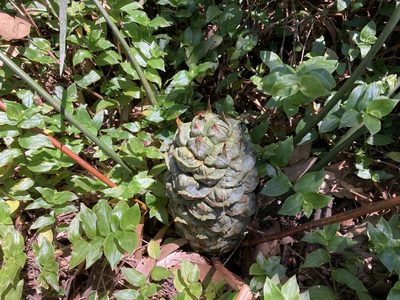 Macrozamia spiralis, photographed by Thomas Mesaglio