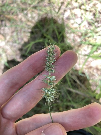Echinopogon caespitosus, photographed by Thomas Mesaglio