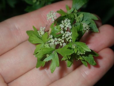 Apium graveolens, photographed by Thomas Mesaglio