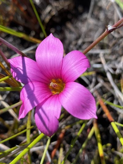 Romulea dichotoma, photographed by Dave U