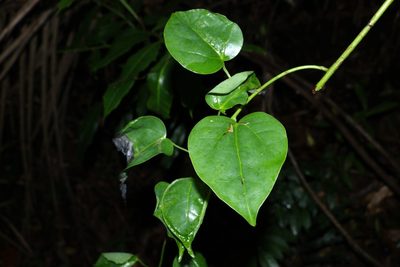 Streptothamnus moorei, photographed by Greg Tasney