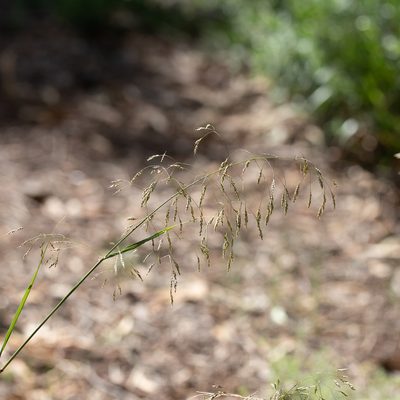 Oloptum miliaceum, photographed by Kym Nicolson