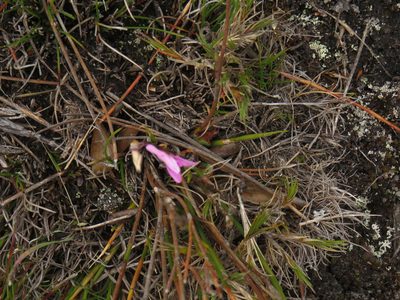 Disa inflexa, photographed by Jeremy Gilmore