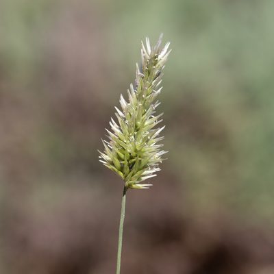 Enneapogon nigricans, photographed by Kym Nicolson