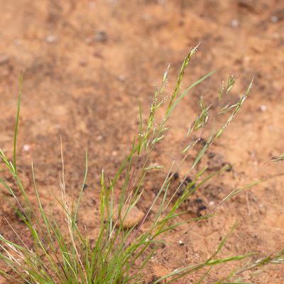 Schismus barbatus, photographed by Kym Nicolson