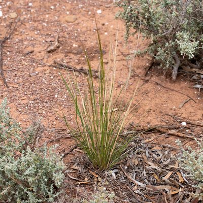 Austrostipa nitida, photographed by Kym Nicolson