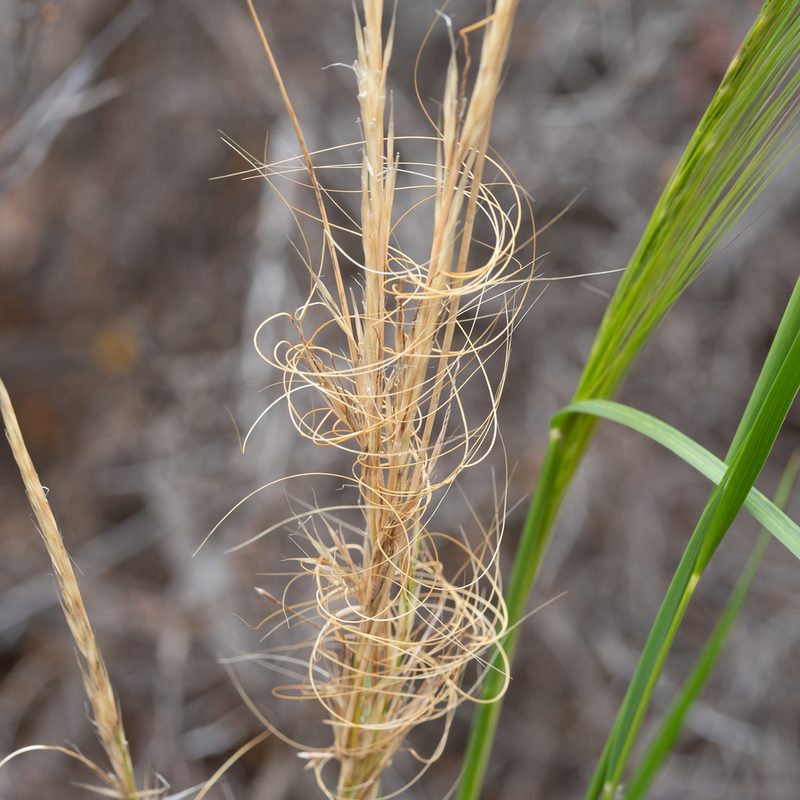 Austrostipa nitida, photographed by Kym Nicolson
