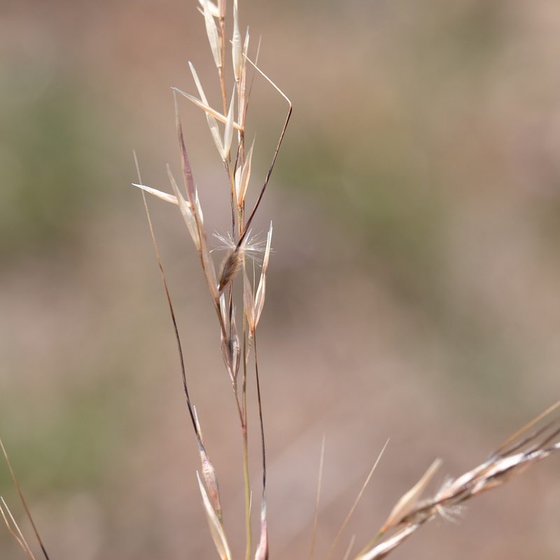 Austrostipa blackii, photographed by Kym Nicolson