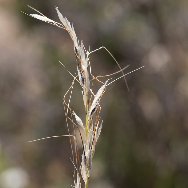 Austrostipa setacea, photographed by Kym Nicolson