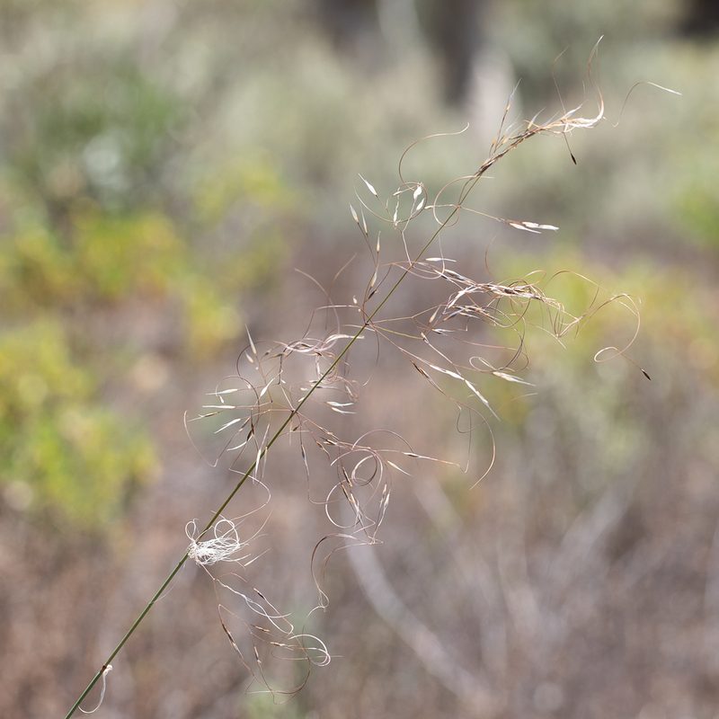 Austrostipa platychaeta, photographed by Kym Nicolson