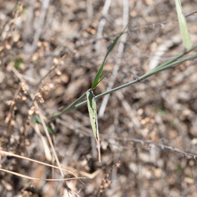 Austrostipa platychaeta, photographed by Kym Nicolson