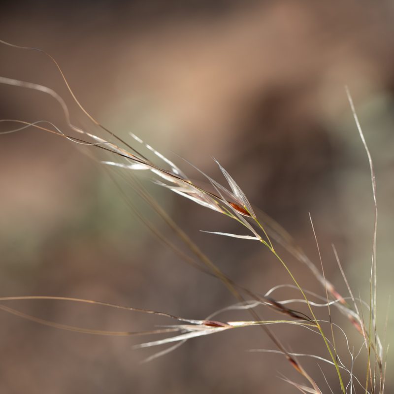 Austrostipa eremophila, photographed by Kym Nicolson