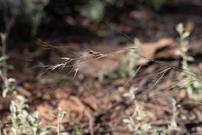Austrostipa eremophila, photographed by Kym Nicolson