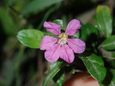 Cuphea hyssopifolia, photographed by Thomas Mesaglio