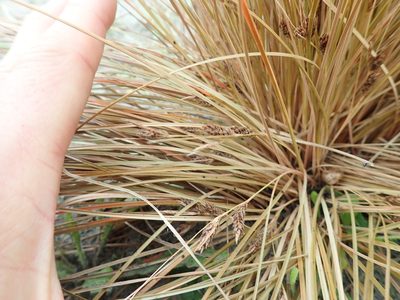 Carex testacea, photographed by Arnim Littek