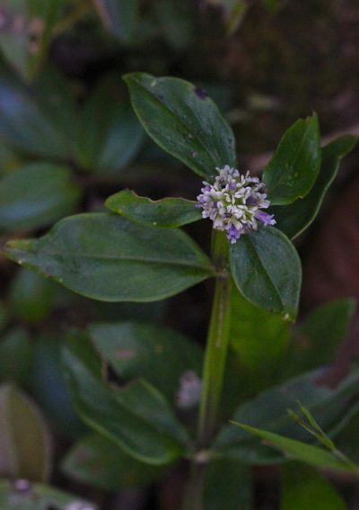 Hedyotis uncinella, photographed by Agnes Trekker