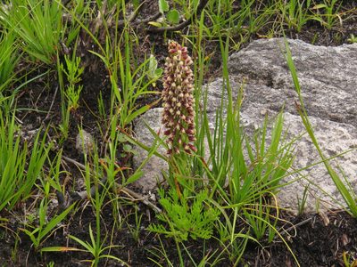 Disa obtusa, photographed by Jeremy Gilmore