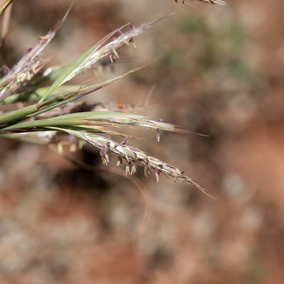 Cymbopogon ambiguus, photographed by Kym Nicolson