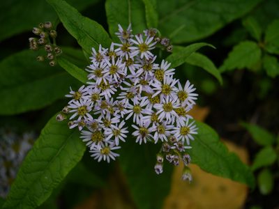 Aster albescens, photographed by Dinesh Valke