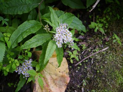 Aster albescens, photographed by Dinesh Valke
