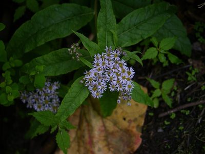 Aster albescens, photographed by Dinesh Valke