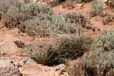 Cymbopogon ambiguus, photographed by Kym Nicolson