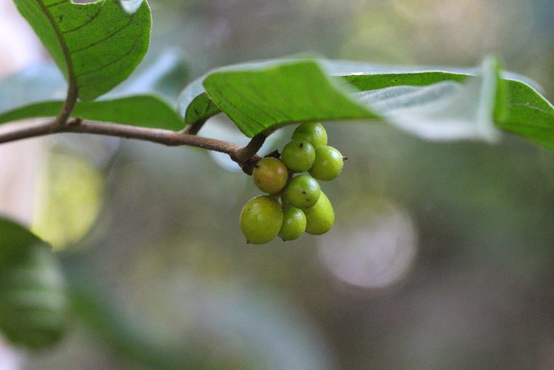 Uvaria littoralis, photographed by Agnes Trekker