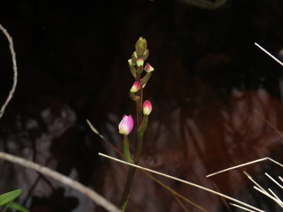 Disa tripetaloides, photographed by Jeremy Gilmore