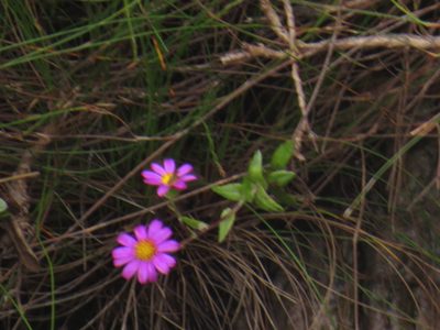 Senecio speciosissimus, photographed by Jeremy Gilmore