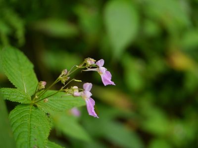 Impatiens laxiflora, photographed by Dinesh Valke