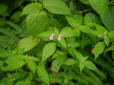 Impatiens laxiflora, photographed by Dinesh Valke