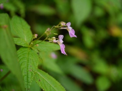 Impatiens laxiflora, photographed by Dinesh Valke