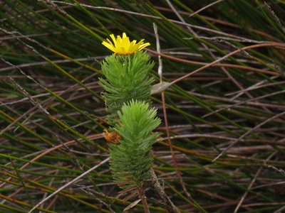 Ursinia caledonica, photographed by Jeremy Gilmore