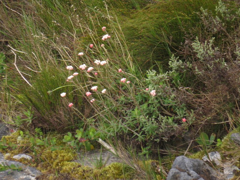 Helichrysum felinum, photographed by Jeremy Gilmore