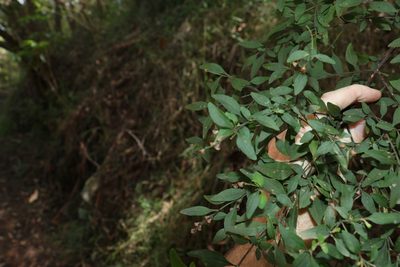 Prostanthera ovalifolia, photographed by Greg Tasney