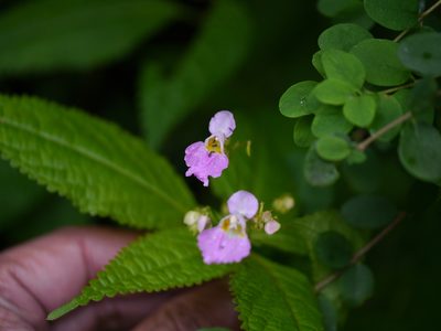 Impatiens laxiflora, photographed by Dinesh Valke