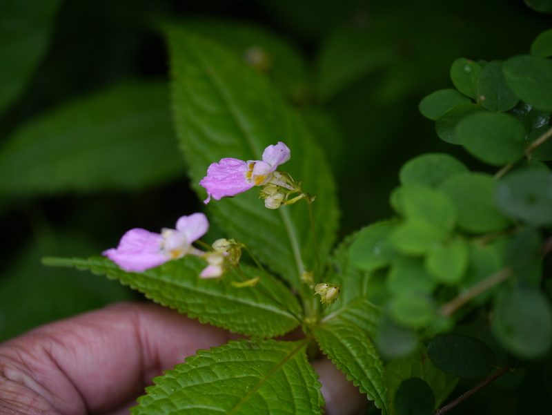 Impatiens laxiflora, photographed by Dinesh Valke