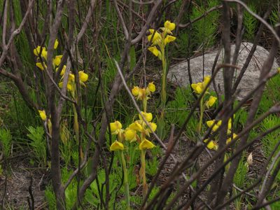 Pterygodium acutifolium, photographed by Jeremy Gilmore